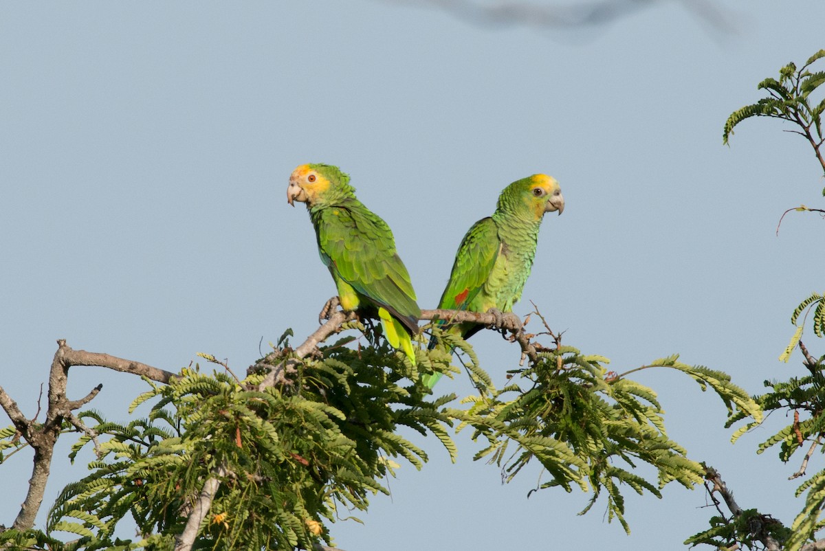 Yellow-shouldered Parrot - ML69798851
