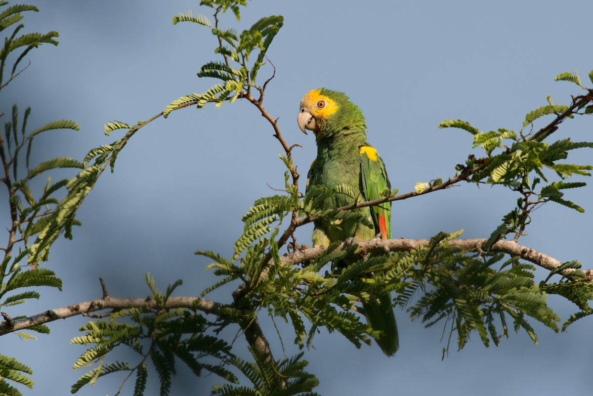 Yellow-shouldered Parrot - ML69799051