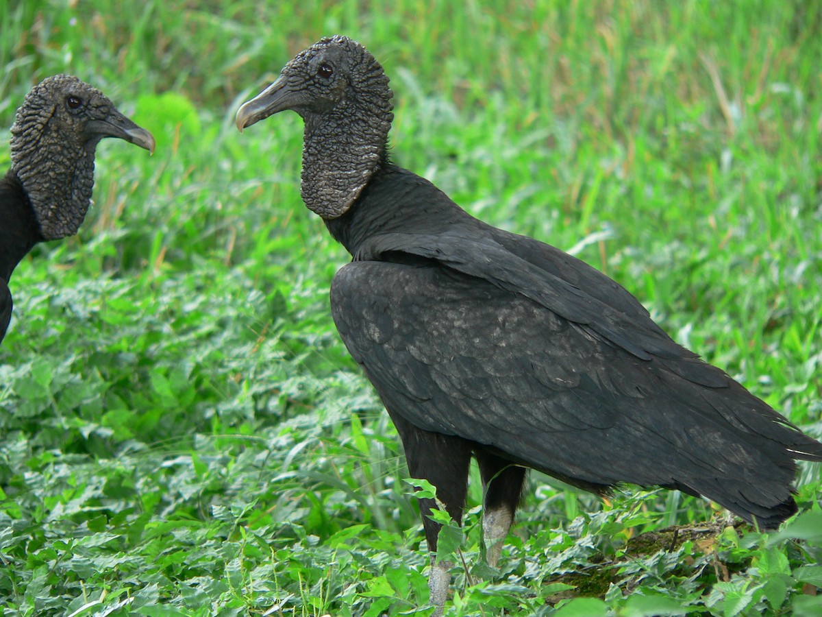 Black Vulture - ML69799281