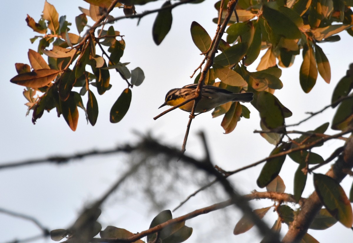 Yellow-throated Warbler - Thomas Rohtsalu