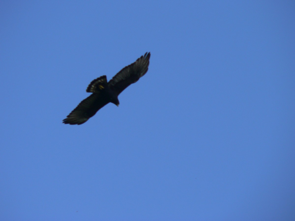 Zone-tailed Hawk - Nicholas Sly