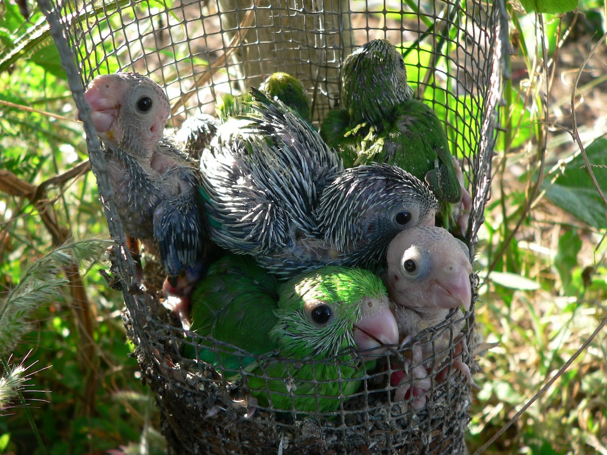 Yeşil Sokumlu Serçe Papağanı - ML69800411
