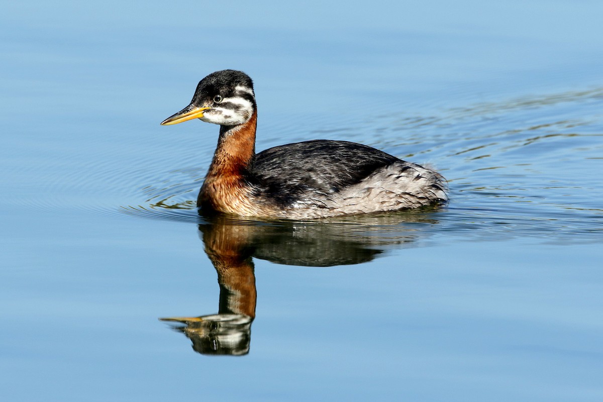 Red-necked Grebe - Dominic Mitchell