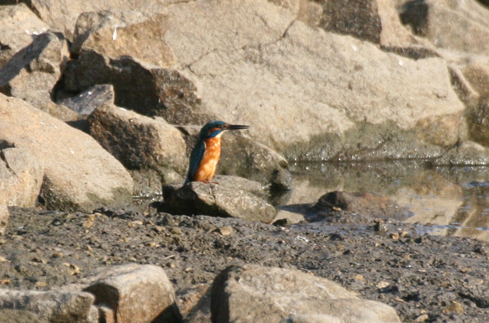 Common Kingfisher - ML69802791