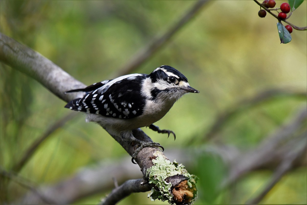 Downy Woodpecker - Bruce Cochrane