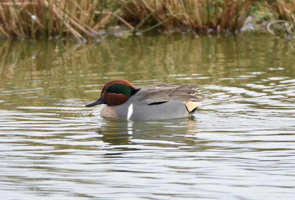 Green-winged Teal - ML69804431