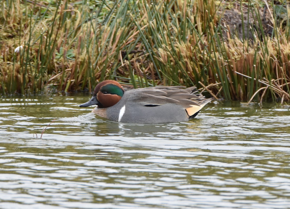 Green-winged Teal - ML69804451