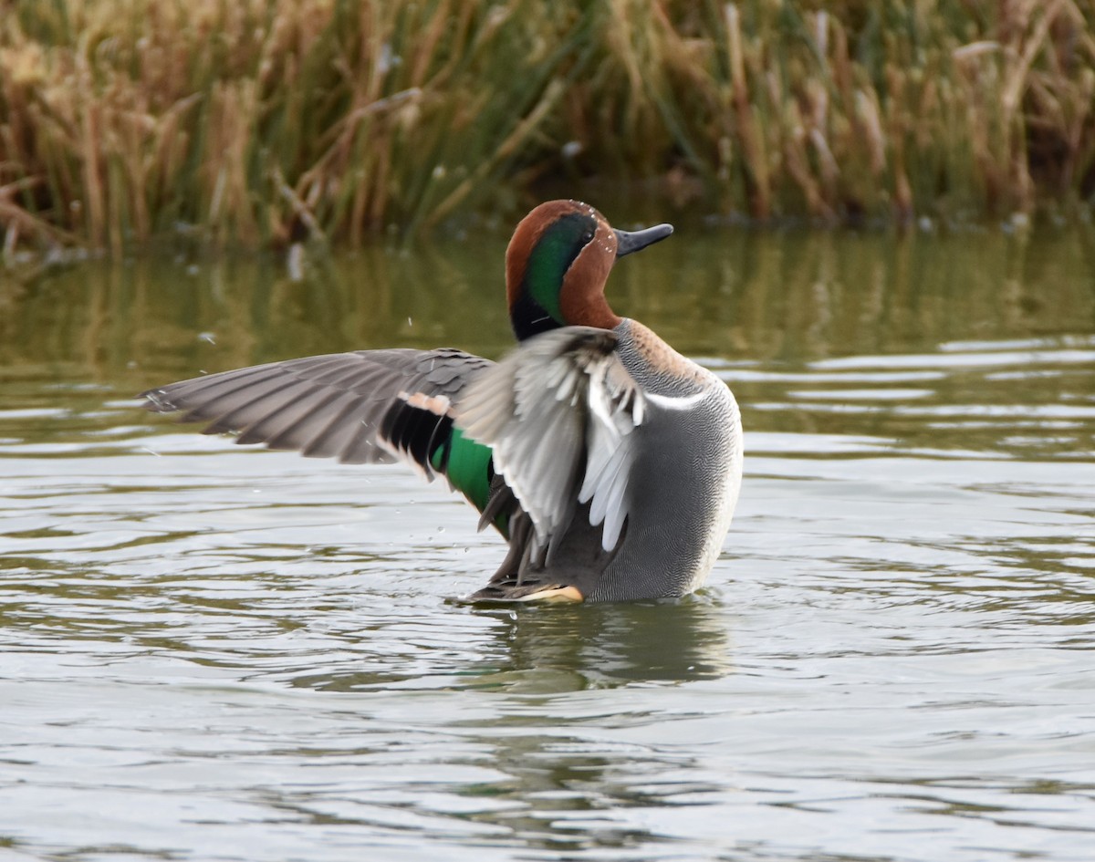 Green-winged Teal - ML69804471