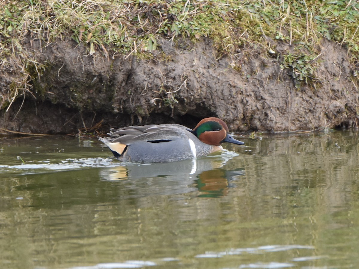 Green-winged Teal - ML69804481