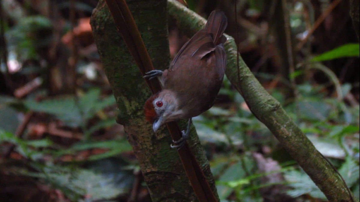 Rufous-crowned Babbler - Micah Riegner
