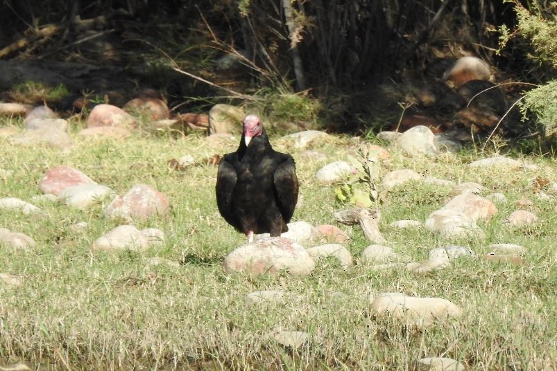 Turkey Vulture - ML69809301