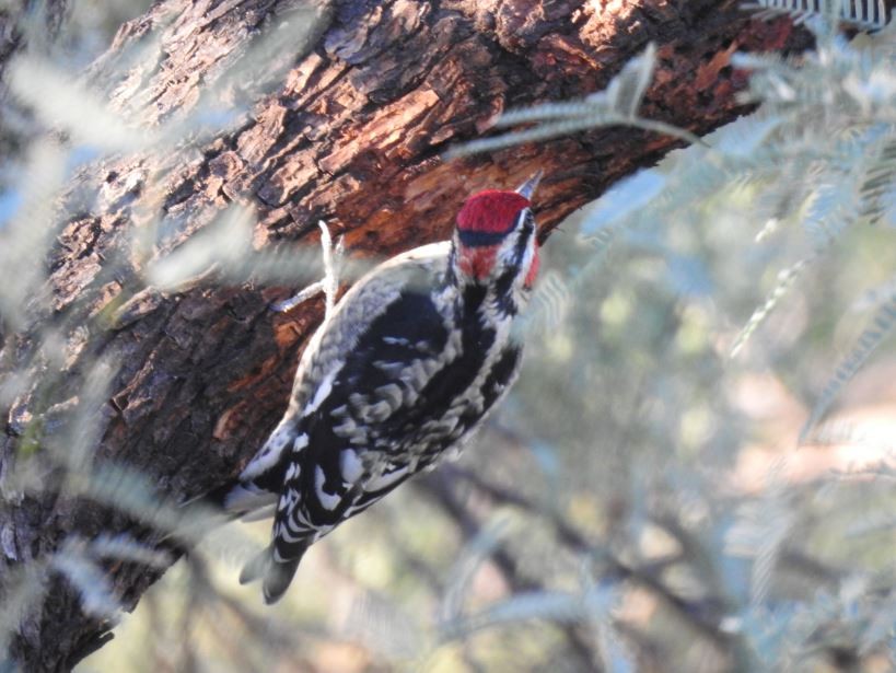 Red-naped Sapsucker - Jeff and Allison Gross