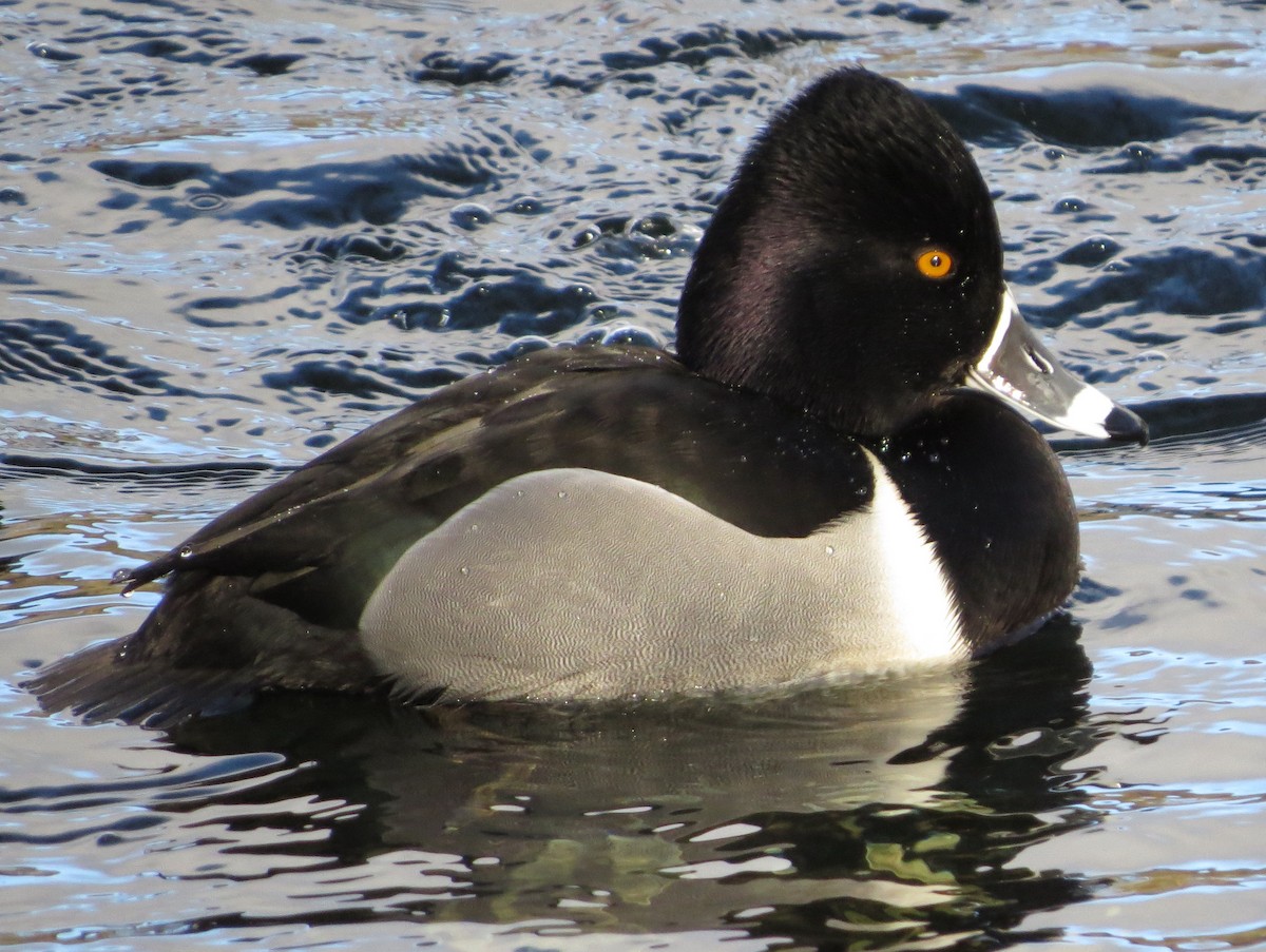Ring-necked Duck - Ian Thomson