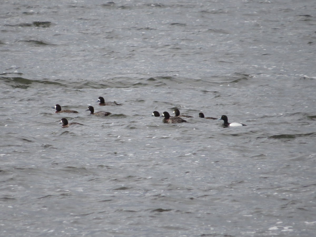 Greater Scaup - ML69811621