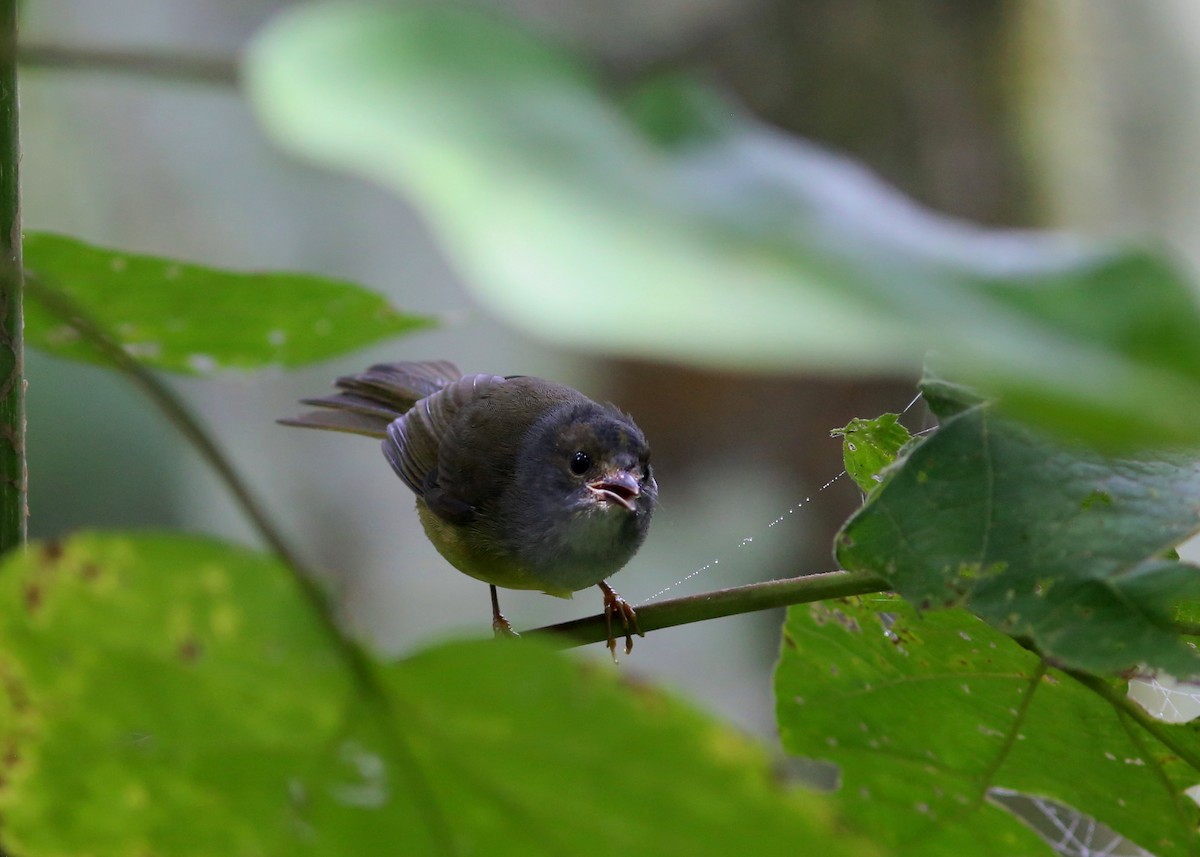 Gray-throated Warbler - Rohan van Twest