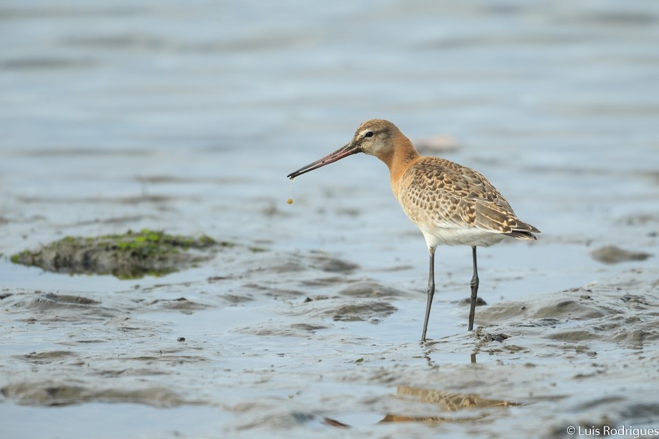 Black-tailed Godwit - Luis Rodrigues