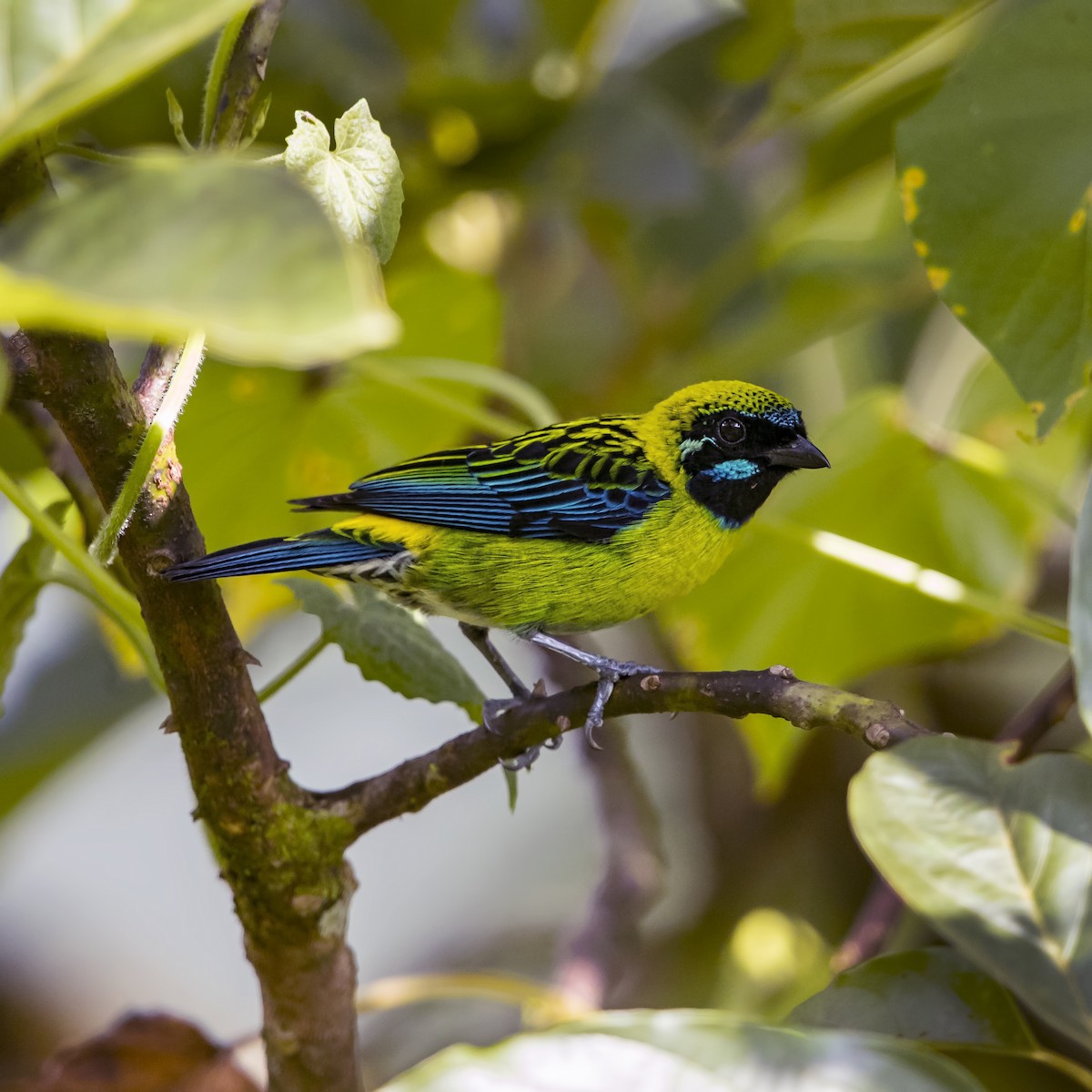 Blue-whiskered Tanager - Peter Hawrylyshyn