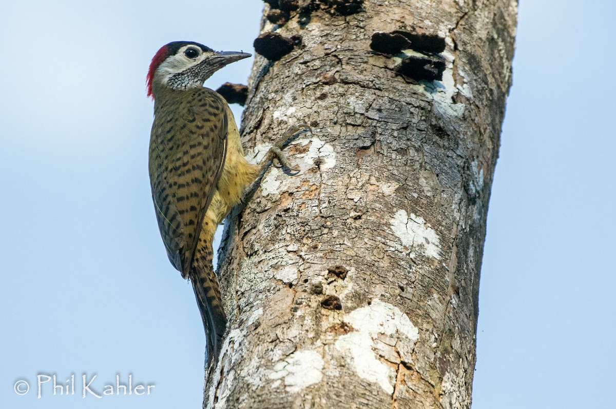 Spot-breasted Woodpecker - ML69813321