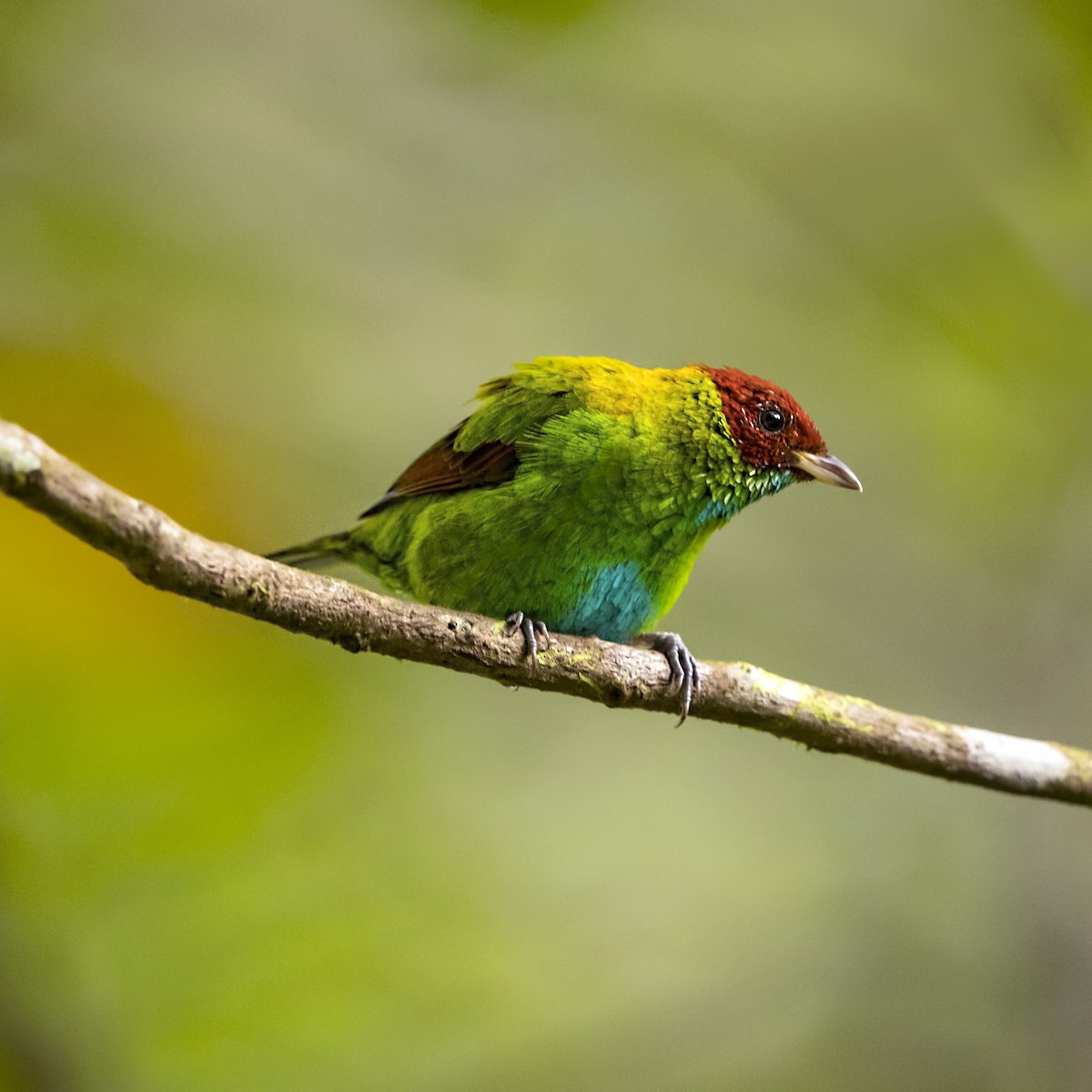 Rufous-winged Tanager - Peter Hawrylyshyn