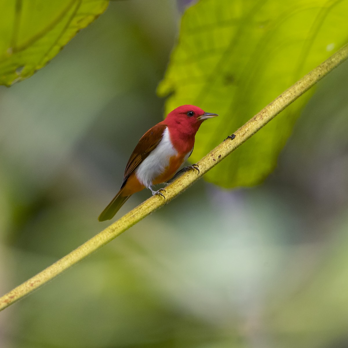 Scarlet-and-white Tanager - Peter Hawrylyshyn