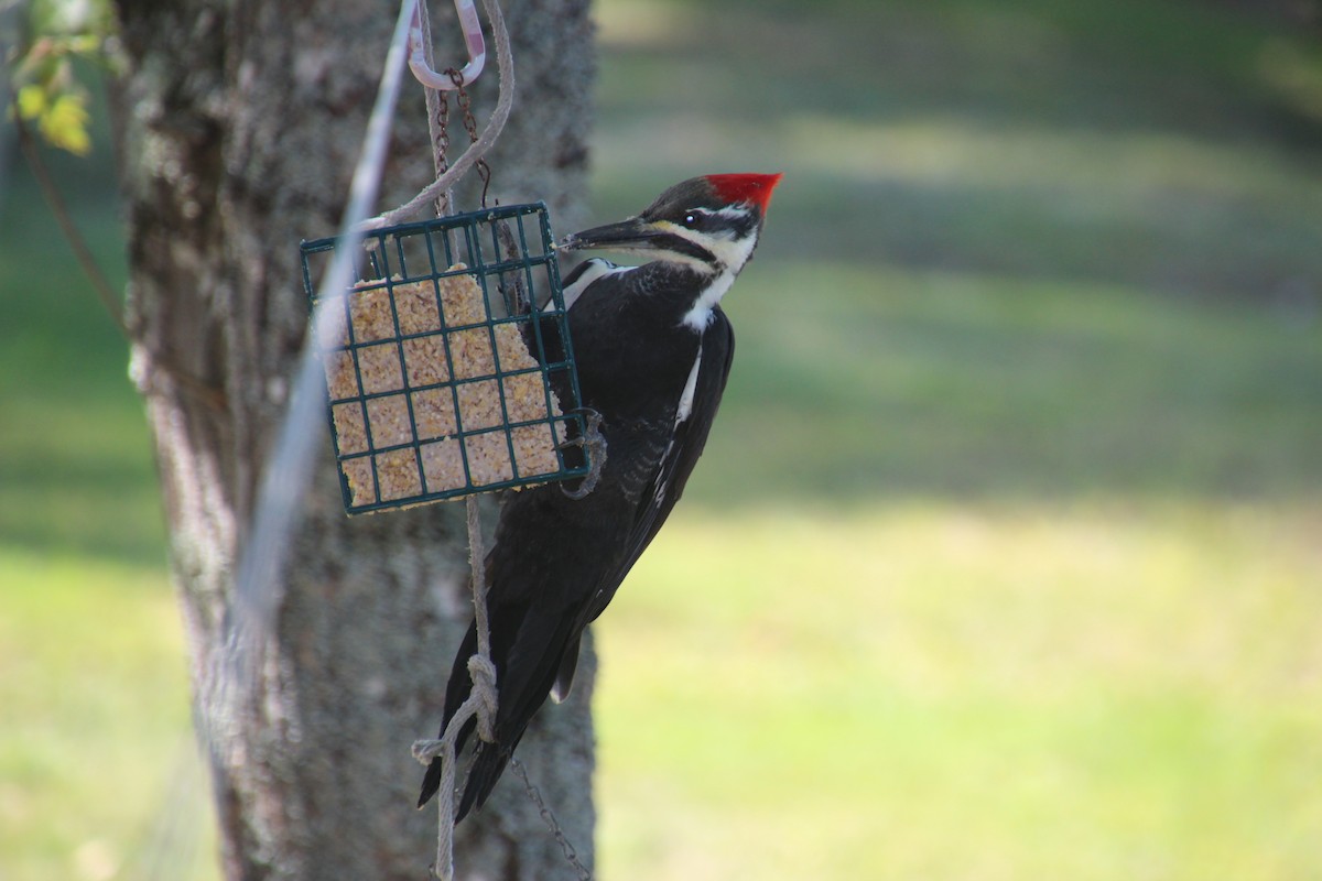 Pileated Woodpecker - ML69815191