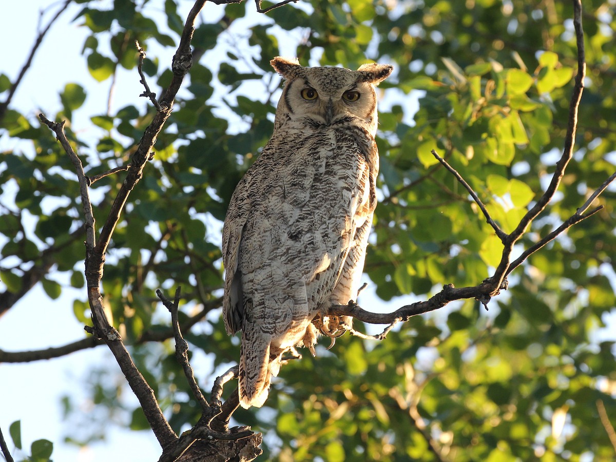 Great Horned Owl - Vitalii Khustochka
