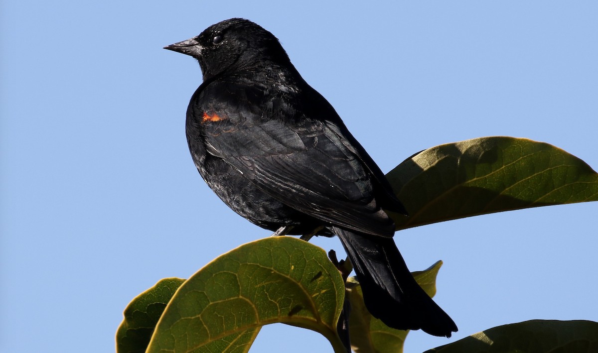 Red-winged Blackbird - Peter Svensson