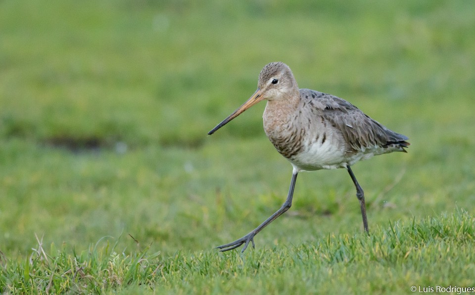 Black-tailed Godwit - Luis Rodrigues