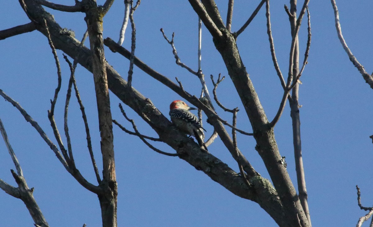 Red-bellied Woodpecker - ML69822931