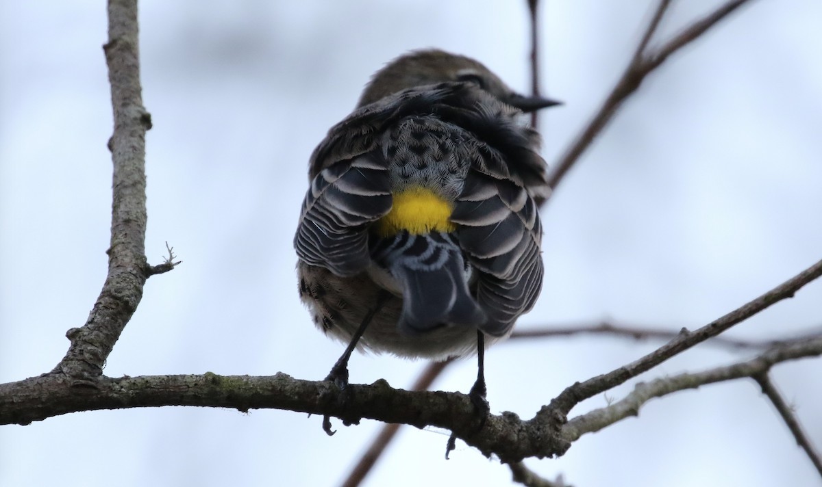 Yellow-rumped Warbler (Audubon's) - Peter Svensson