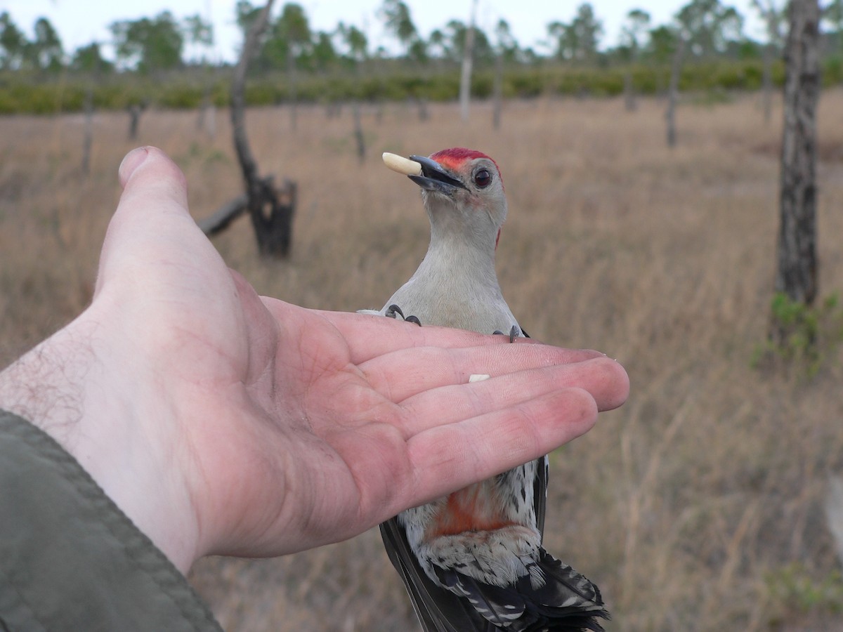 Red-bellied Woodpecker - Nicholas Sly