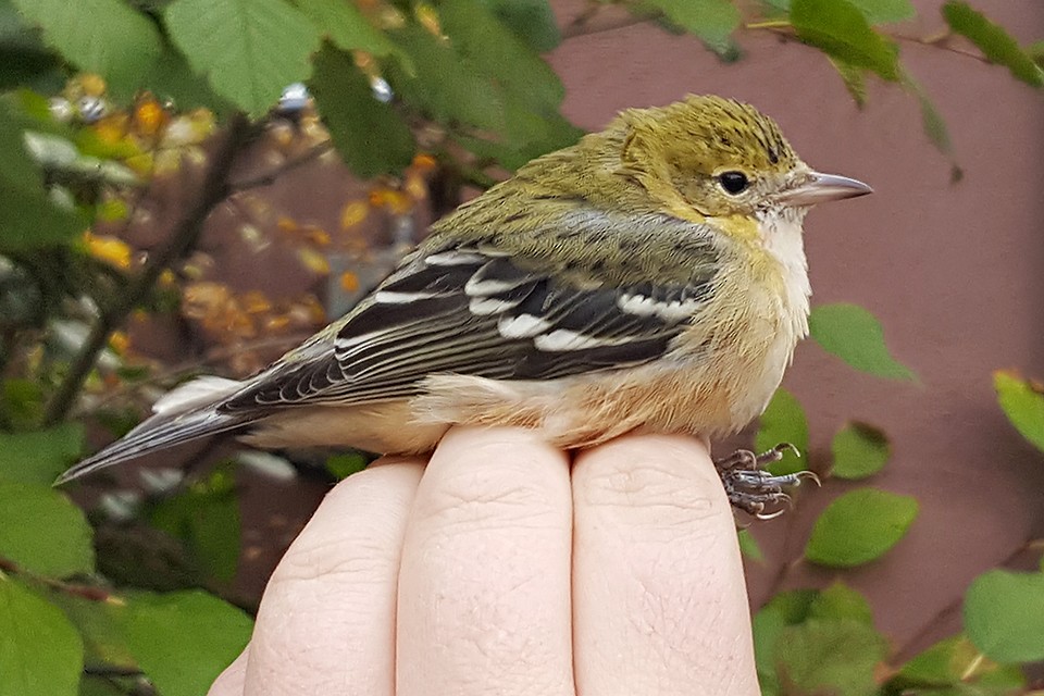 Bay-breasted Warbler - ML69829141
