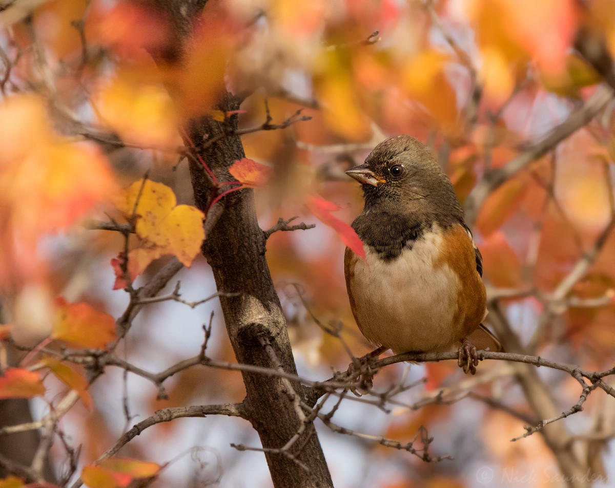 Spotted Towhee - ML69829571