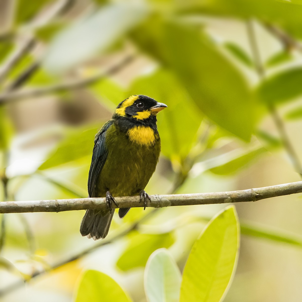 Gold-ringed Tanager - ML69830291