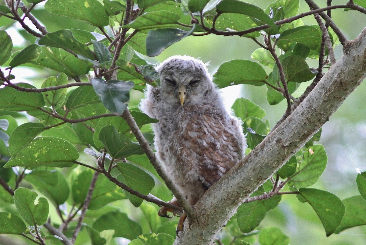 African Wood-Owl - John Martin