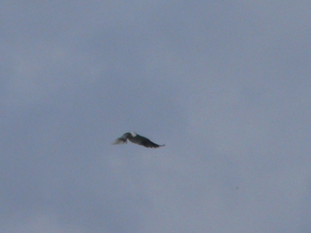 White-tailed Kite - Nicholas Sly