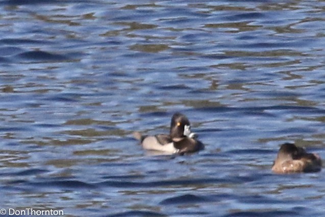 Ring-necked Duck - margeNdon thornton