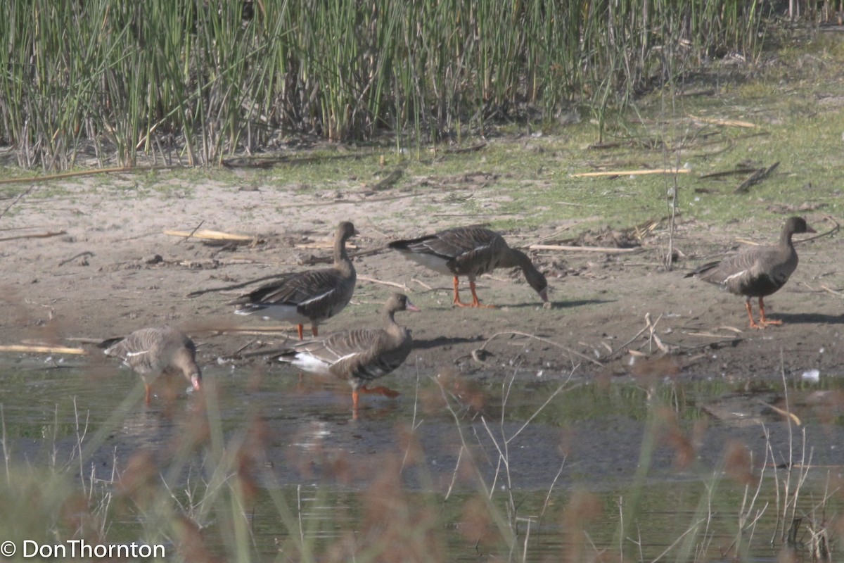 Greater White-fronted Goose - margeNdon thornton