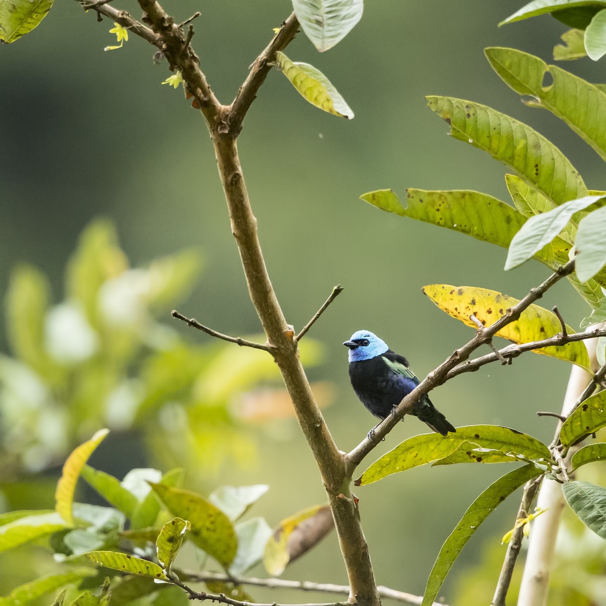 Blue-necked Tanager - Peter Hawrylyshyn