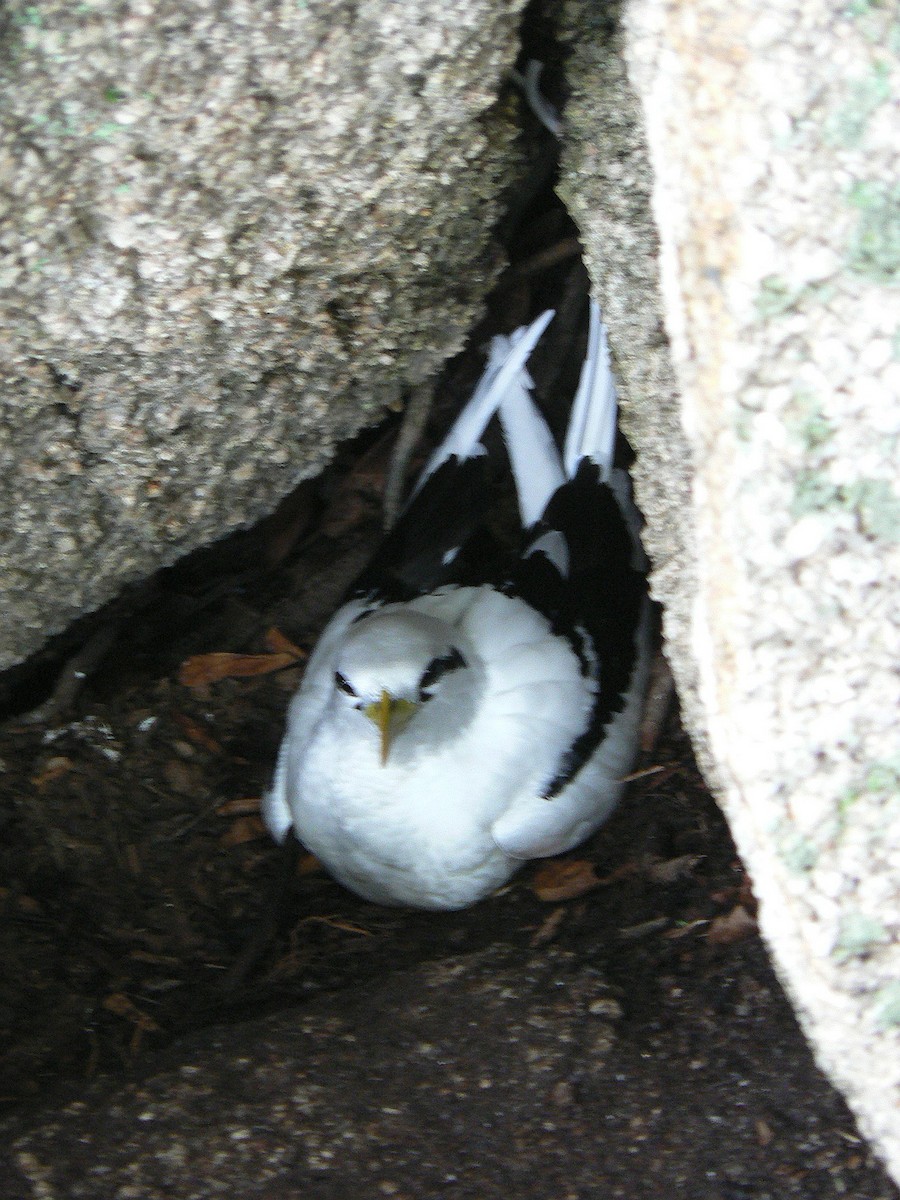 Weißschwanz-Tropikvogel - ML69836841