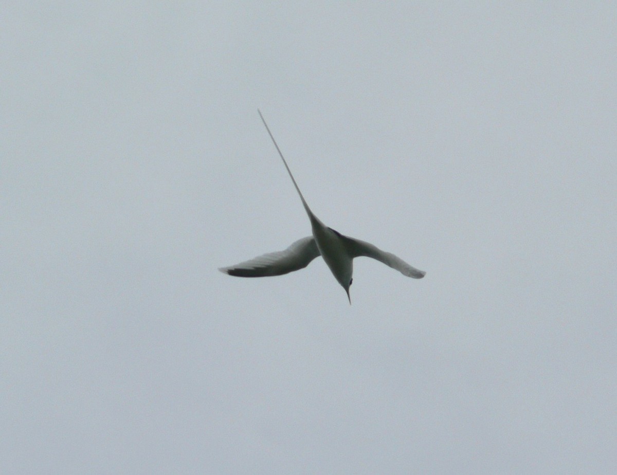 White-tailed Tropicbird - ML69837721