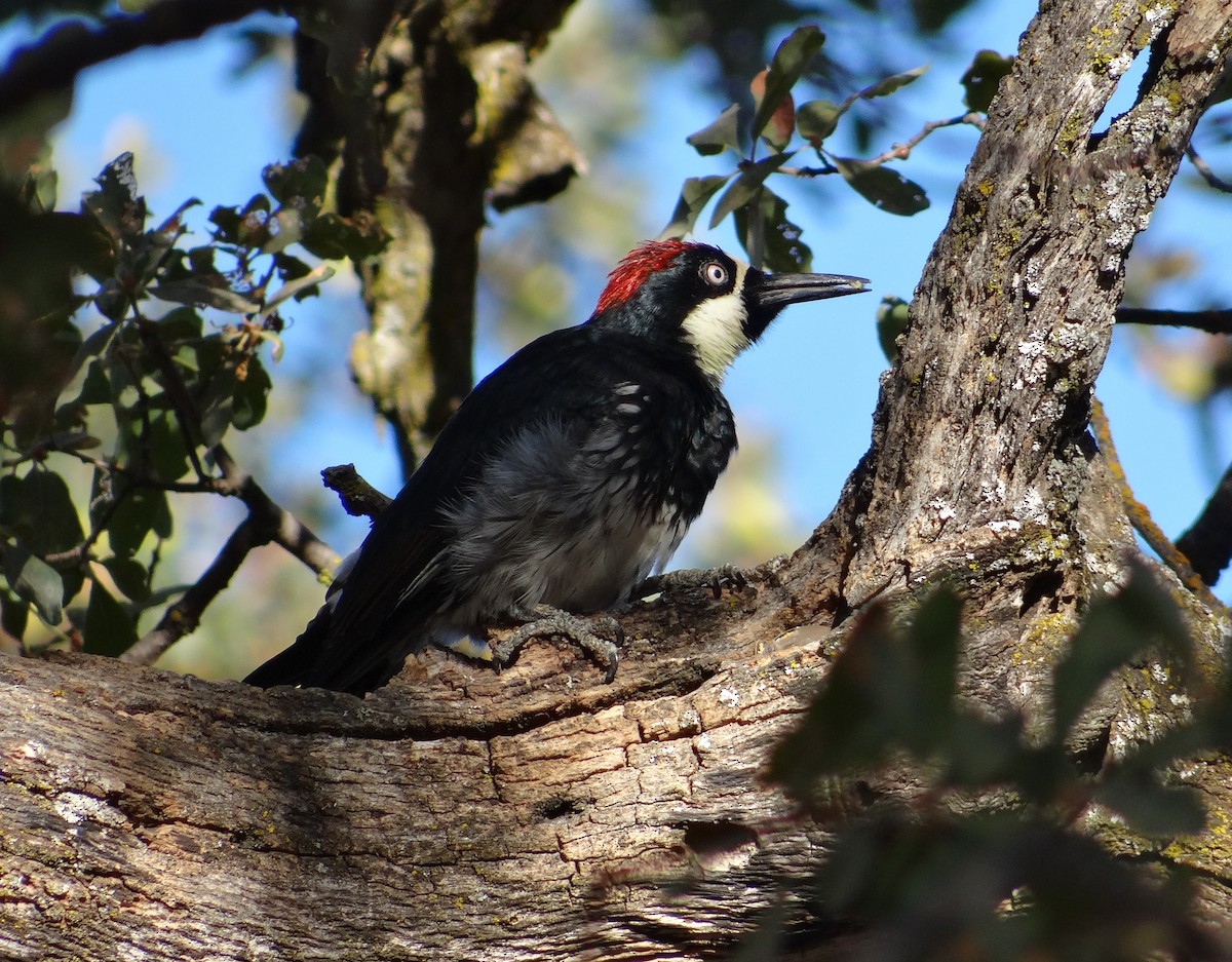 Acorn Woodpecker - ML69838391
