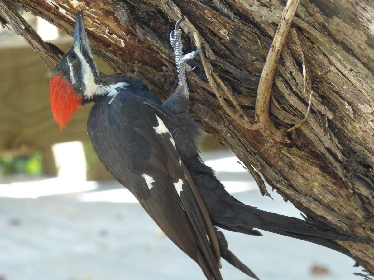 Pileated Woodpecker - ML69838941