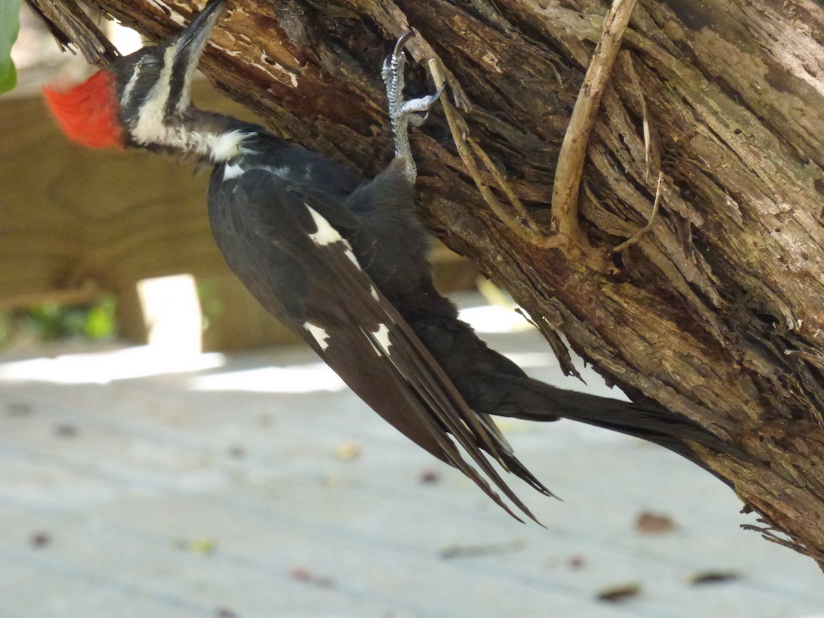 Pileated Woodpecker - ML69839101