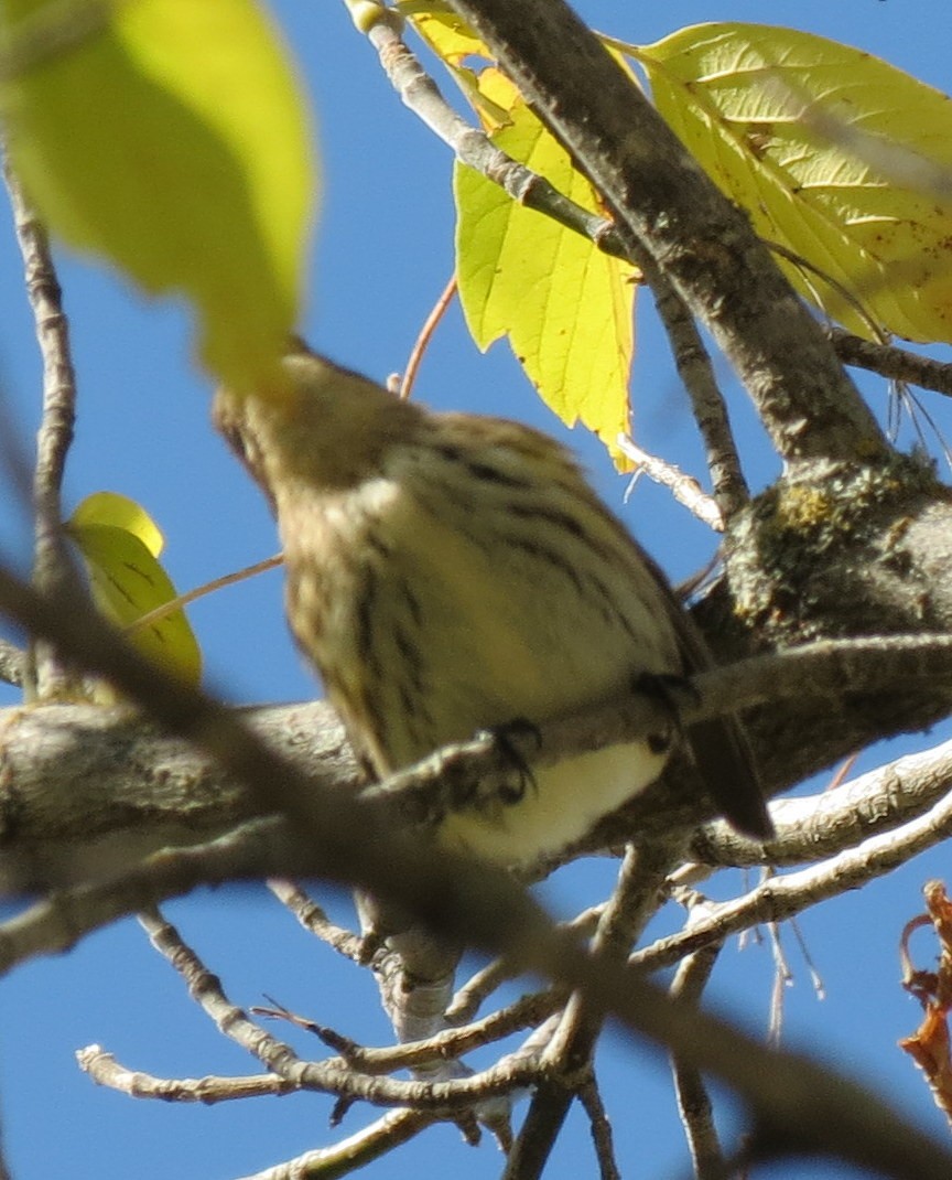 Yellow-rumped Warbler (Myrtle) - ML69842321