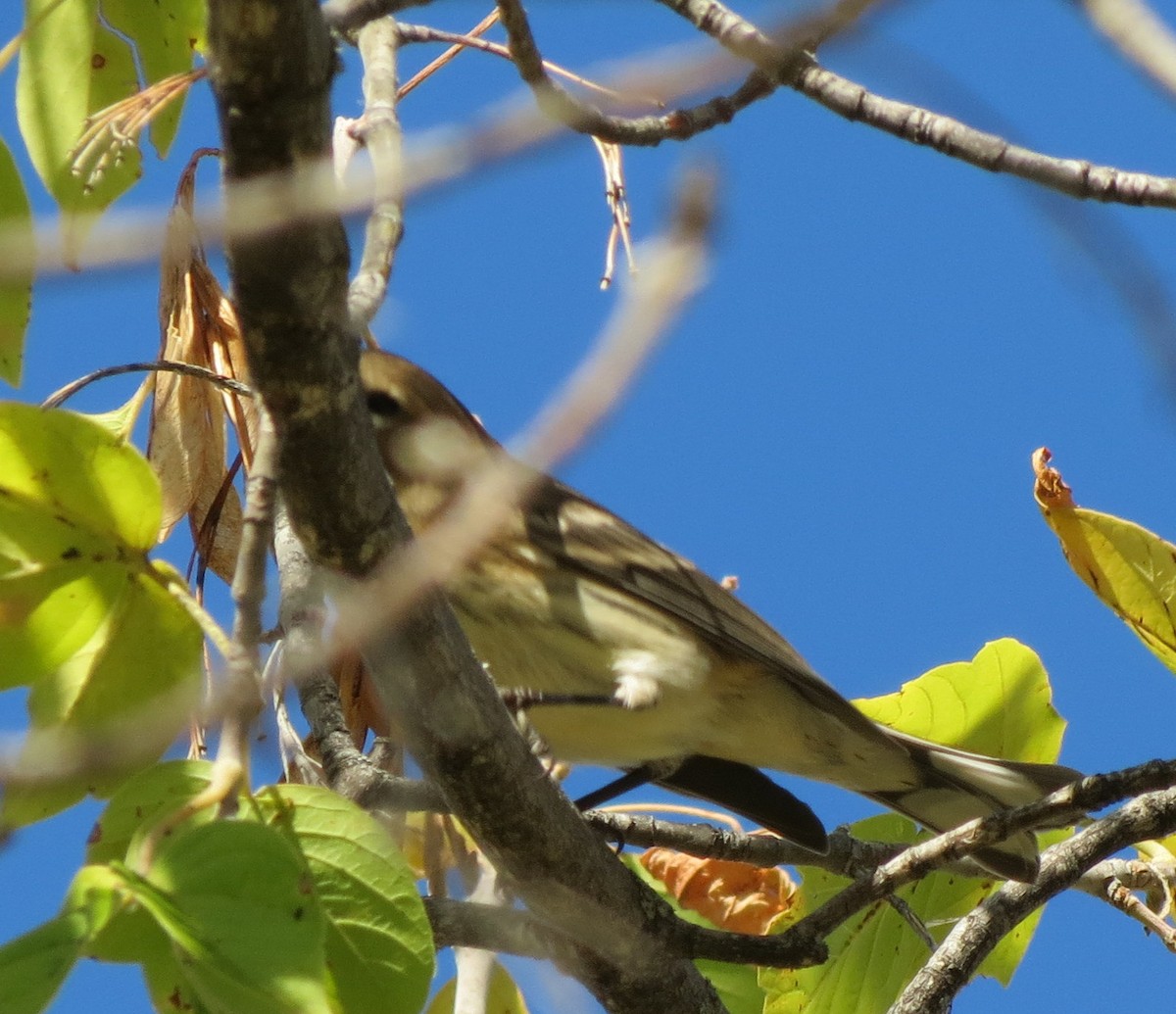 Yellow-rumped Warbler (Myrtle) - ML69842331