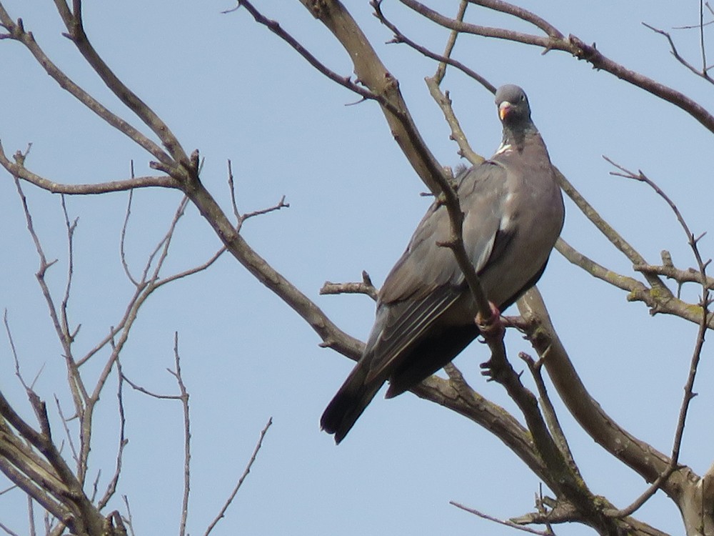 Common Wood-Pigeon (White-necked) - ML69843361
