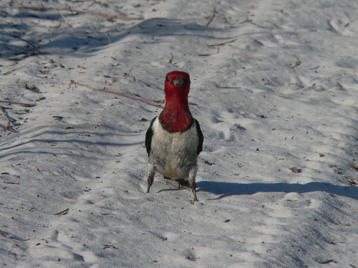 Red-headed Woodpecker - Nicholas Sly