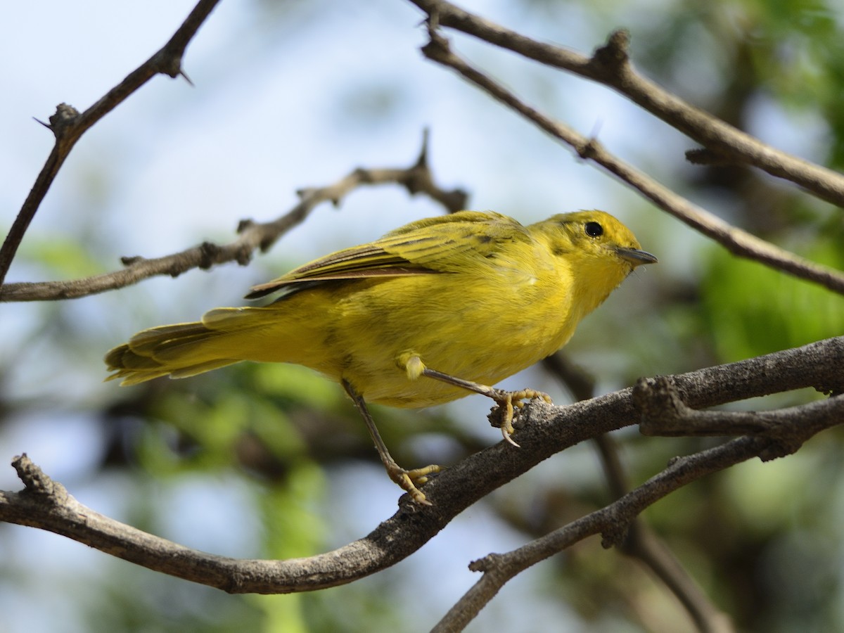 Yellow Warbler (Golden) - ML69846761