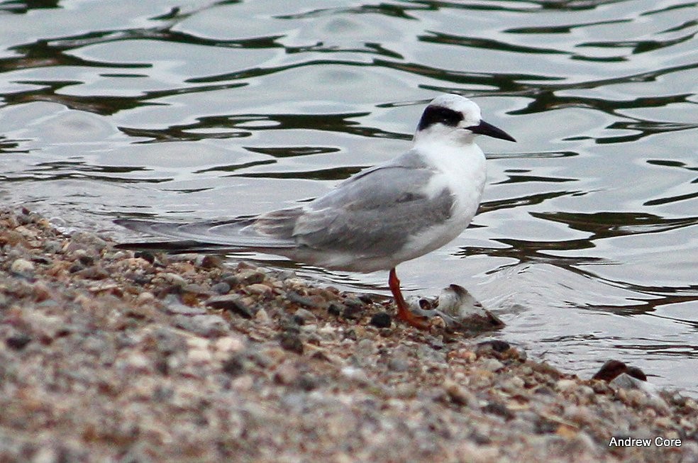 Forster's Tern - Andrew Core
